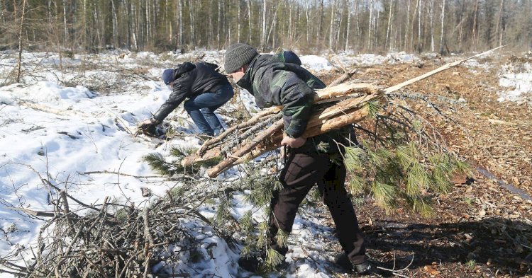 По каким причинам россиянам разрешили бесплатно собирать валежник, и кому от этого в перспективе будет польза