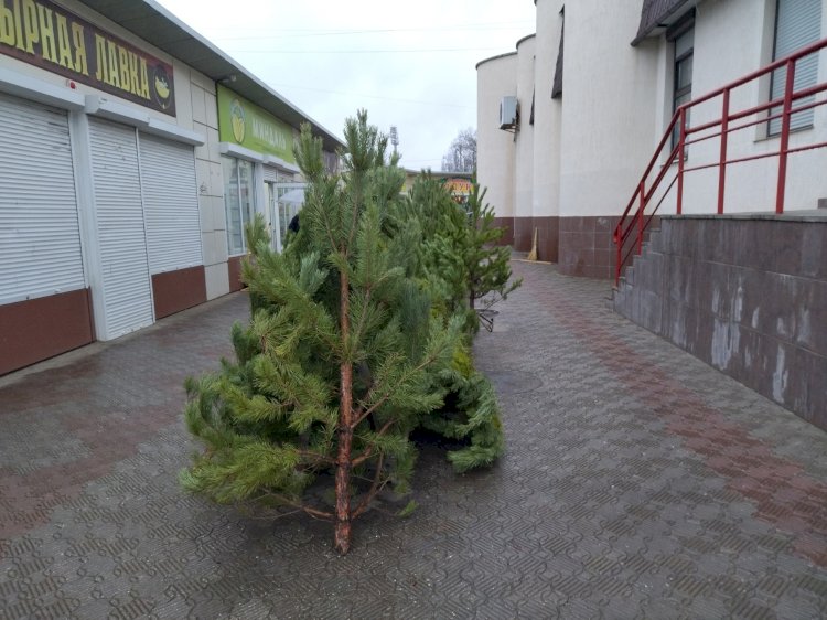 Беспокоюсь о природе, поэтому лучше куплю живую, а не искусственную ель на Новый год